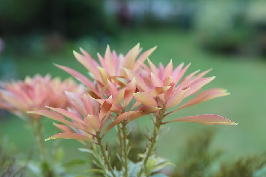 pieris japonica, andromeda, perennial, plant, flower, beauty in nature