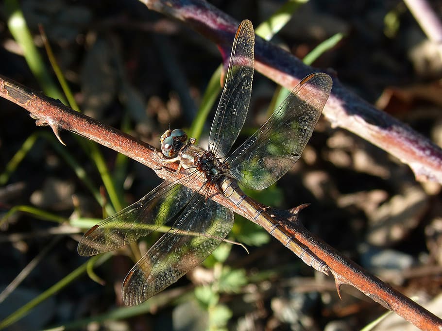dragonfly, branch, insect, river, nature, animal, wildlife HD wallpaper