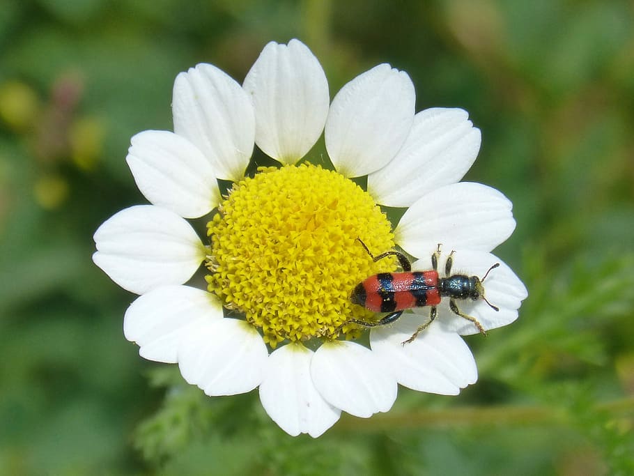 trichodes apiarius, orange beetle, coleoptera, grated, insect HD wallpaper