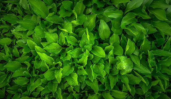 green leaf plant in closeup photography, nature, spring, hwalyeob HD wallpaper