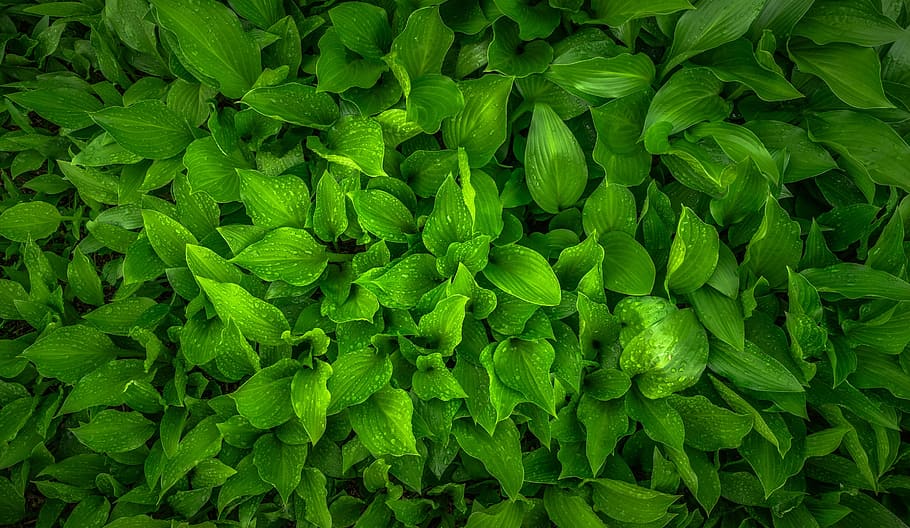 green leaf plant in closeup photography, nature, spring, hwalyeob, HD wallpaper