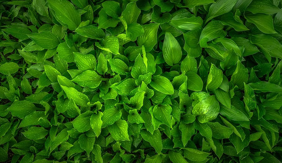 green leaf plant in closeup photography, nature, spring, hwalyeob HD wallpaper