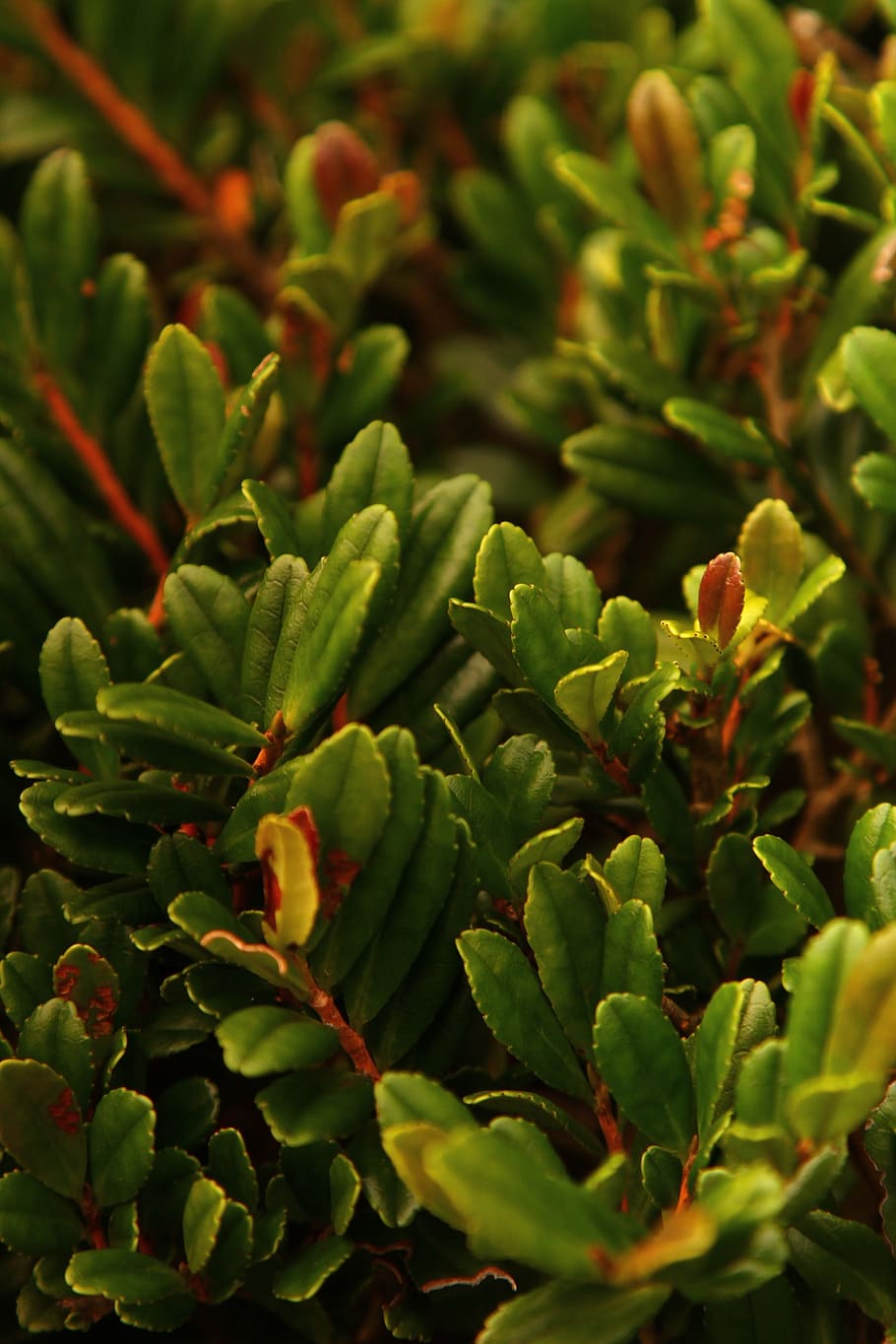 Green, Plant, Leaf, nature, green Color, close-up, freshness HD wallpaper
