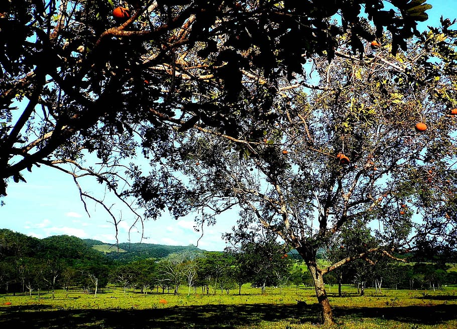 trees, plain, fruits, farm, ecosystem, sustainability, plant HD wallpaper