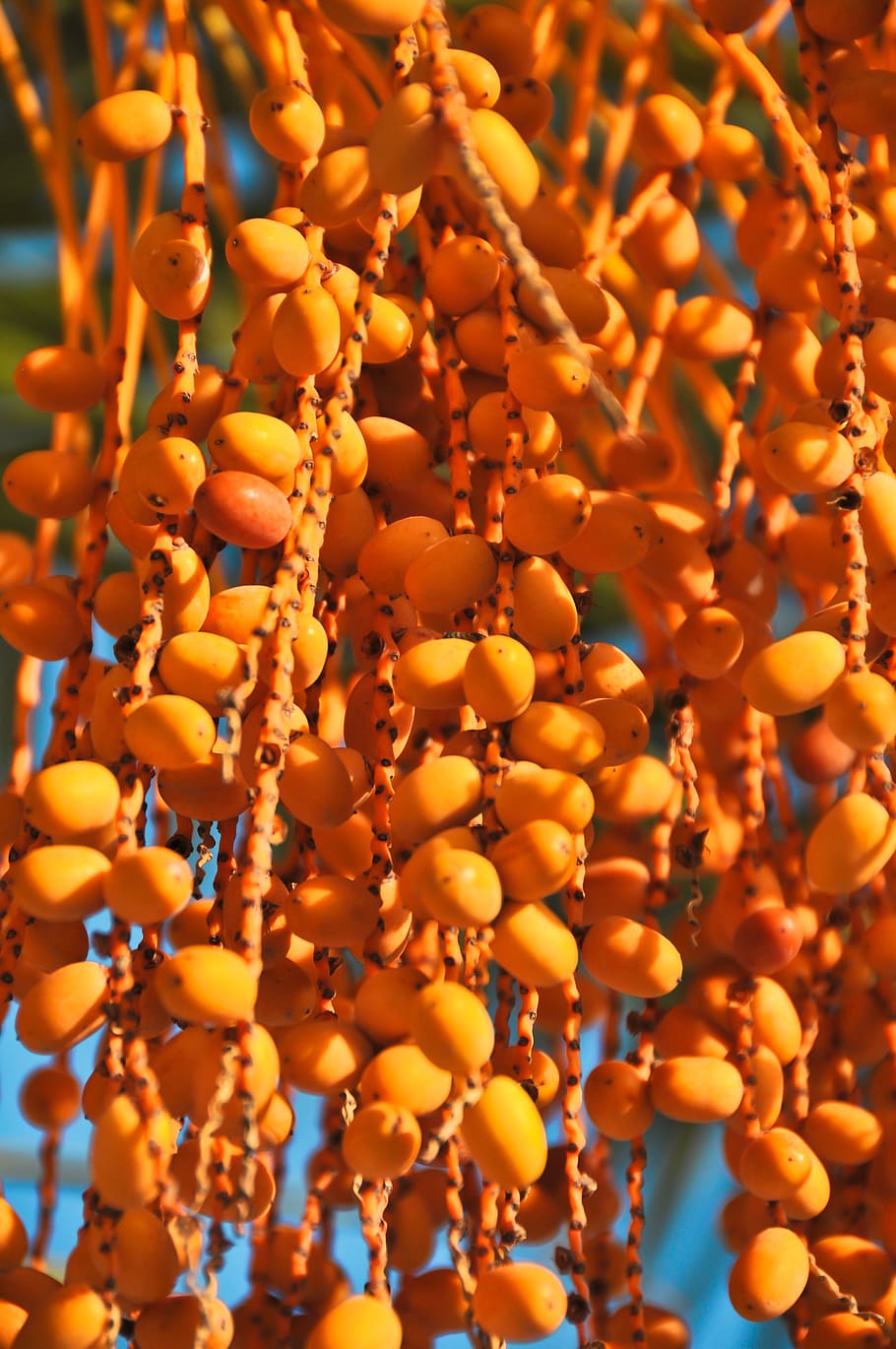 Date Palm, Palm Fruit, Orange, Tropical, date palm fruit, pattern HD wallpaper
