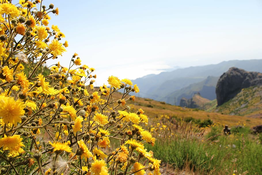 mountains, landscape, view, flower, summer, green, sky, grass HD wallpaper