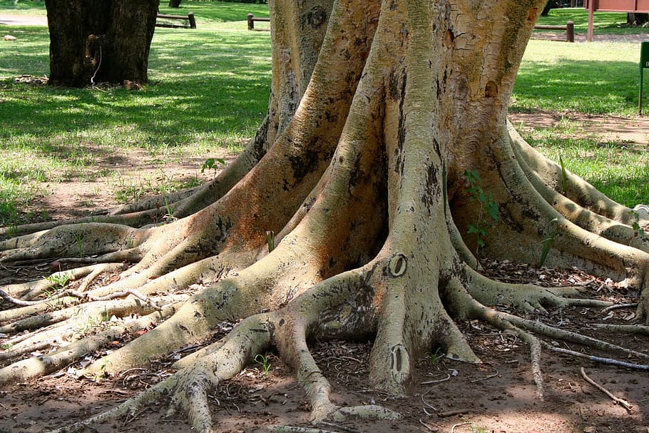 fever, tree, roots, trunk, tree trunk, plant, growth, nature HD wallpaper