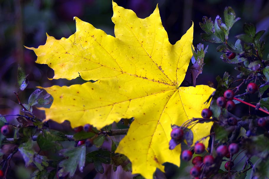 clone, leaf, yellow, gold, autumn, sunny, glow, partly sunny HD wallpaper