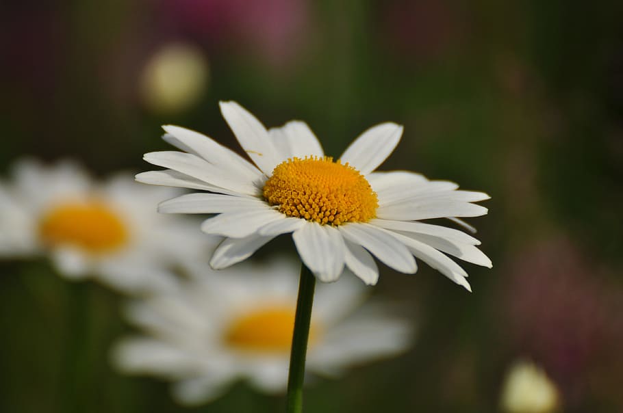 selective focus photography of daisy flower in bloom, flowering plant HD wallpaper