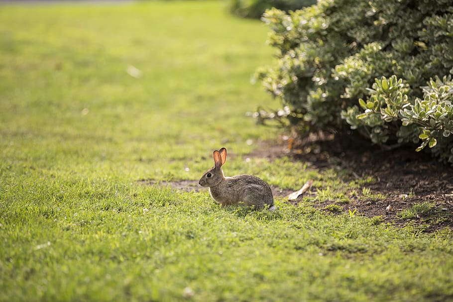 brown rabbit on green grass field, animal, bunny, hare, easter HD wallpaper