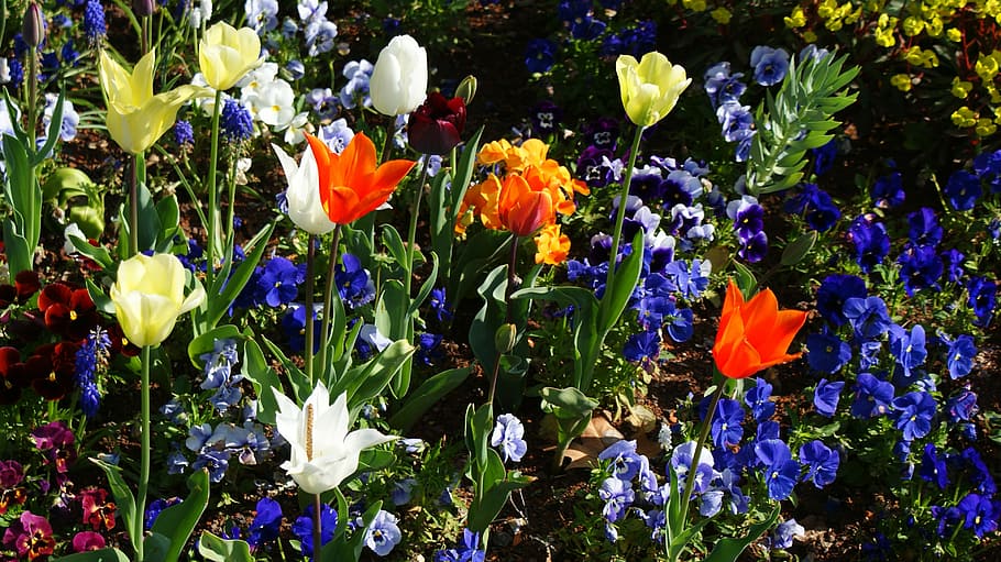 spring, flowers, bloom, nature, yellow, plant, springtime, tulip HD wallpaper