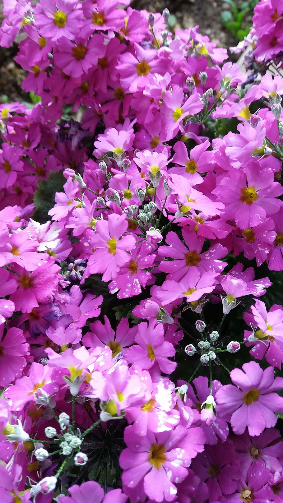Spring, Primrose, Plant, Flower, purple, growth, nature, no people HD wallpaper