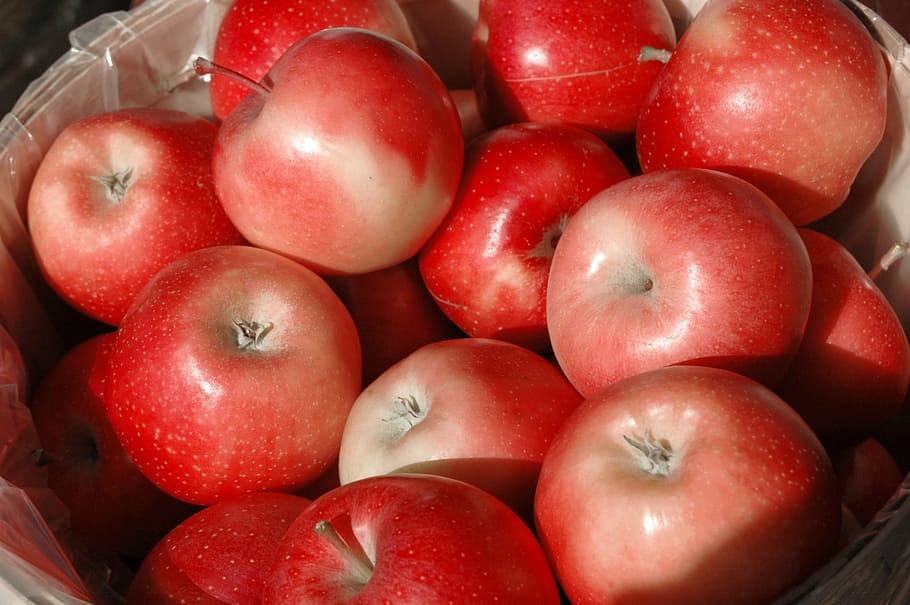 apples, fall, red, harvest, season, thanksgiving, orchard, autumn HD wallpaper