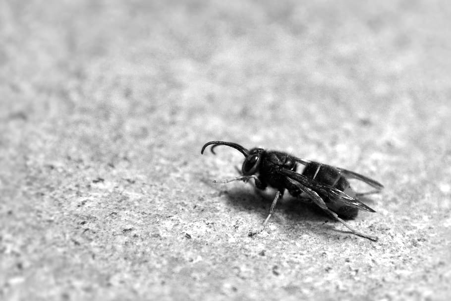 wasp, winter, insects, animal, invertebrate, animal themes HD wallpaper