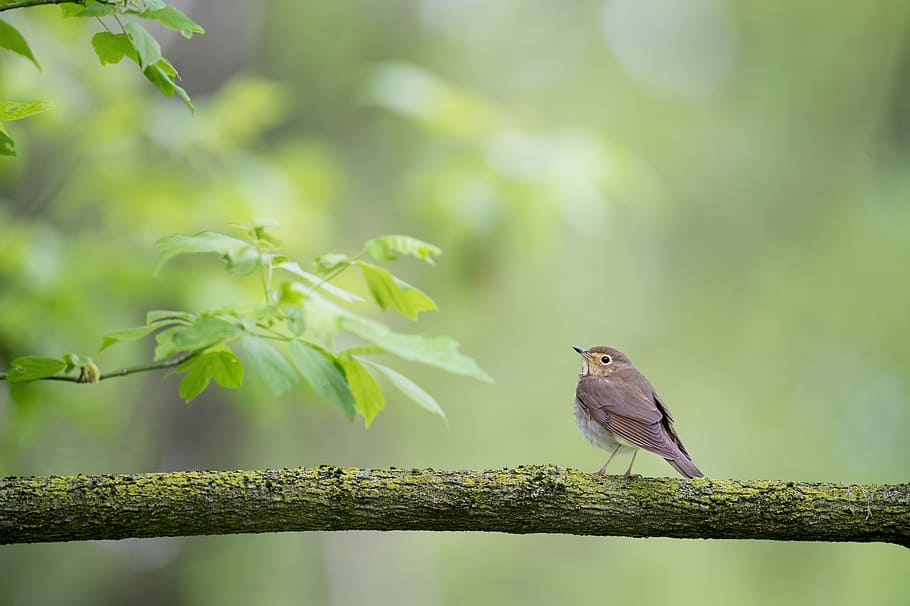shallow focus photography of bird on tree trunk during daytime, shallow focus photography of a bird on branch HD wallpaper
