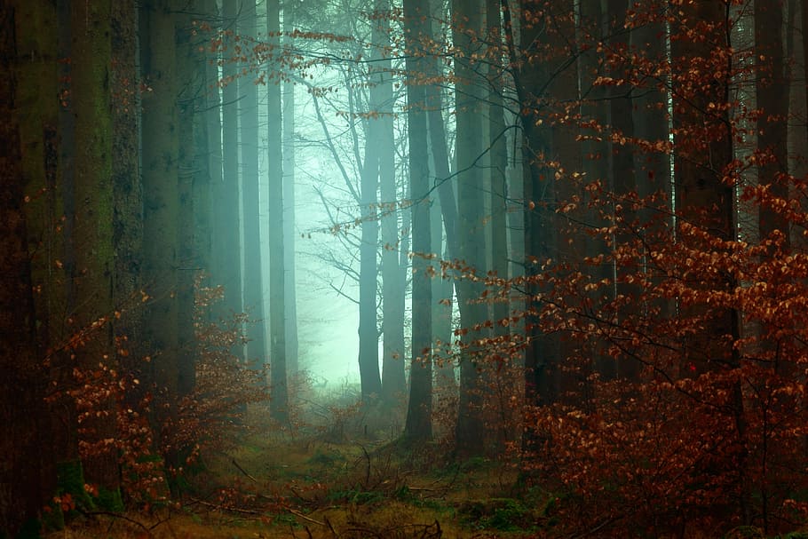 forest photography, red leafed trees surrounded by fog, wood