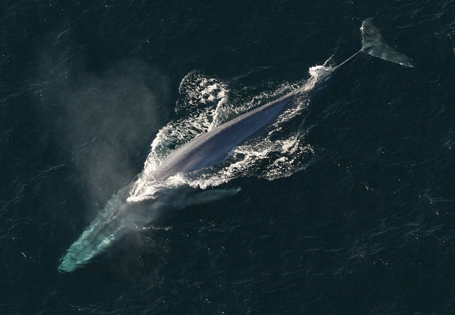 Blue Whale(Balaenoptera musculus), animal, photo, giant, large