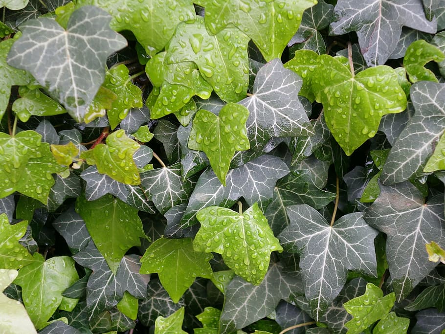 closeup photo of green leaf plant, ivy, leaves, wet, pattern