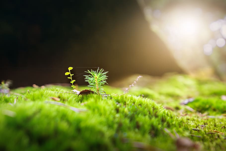 macro photography of green grass, moss, forest, nature, public record, HD wallpaper