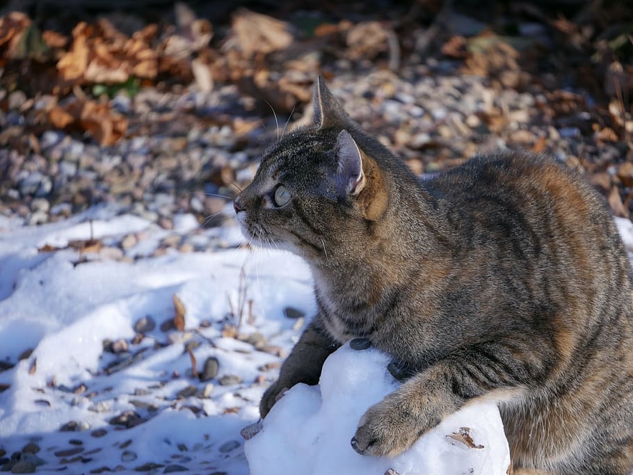 close-up photo of gray cat, animal, cute, pet, kitten, funny HD wallpaper