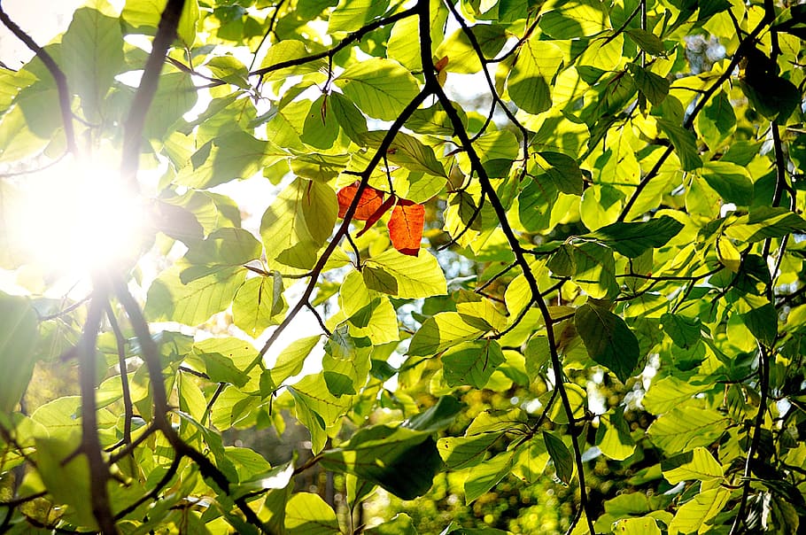 autumn, green, orange, tree, nature, leaf, plant part, sunlight HD wallpaper