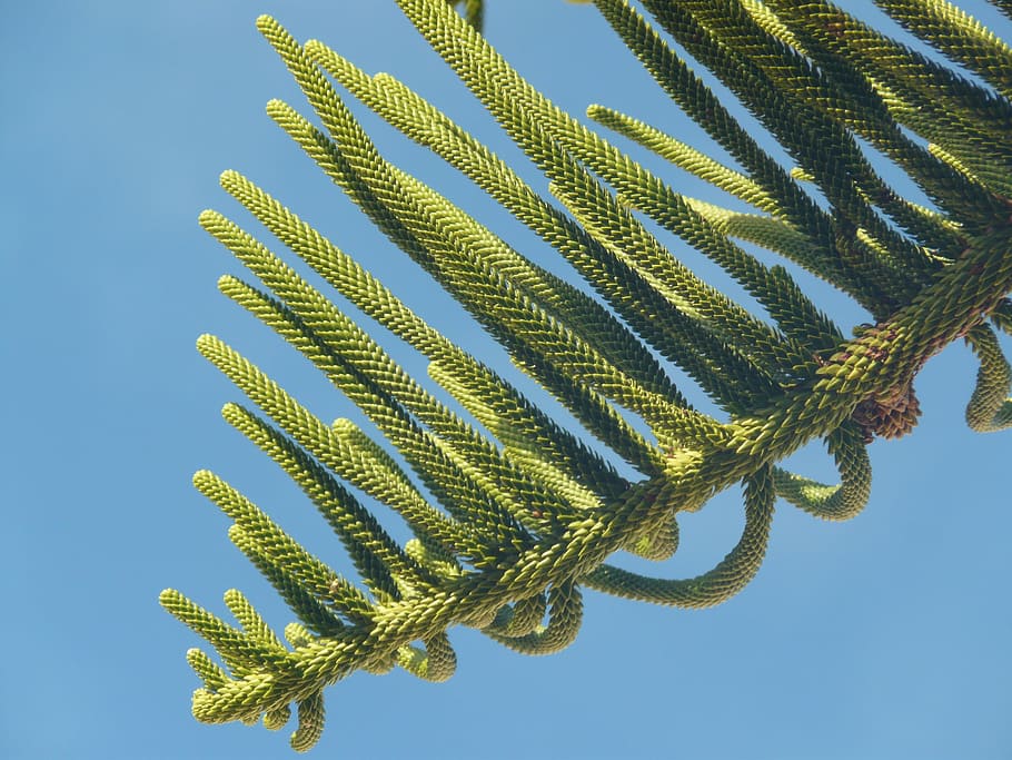 conifer, tree, nature, mediterranean, sky, plant, branch, blue HD wallpaper