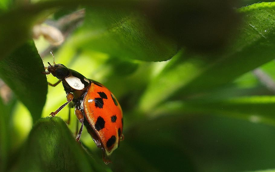 closeup photography of red ladybird, insect, bug, nature, animal themes HD wallpaper
