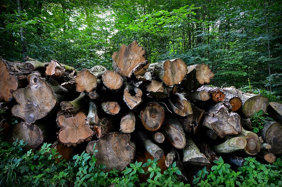 trees, strains, tree stack, log, tree bark, forest, like, tribe HD wallpaper