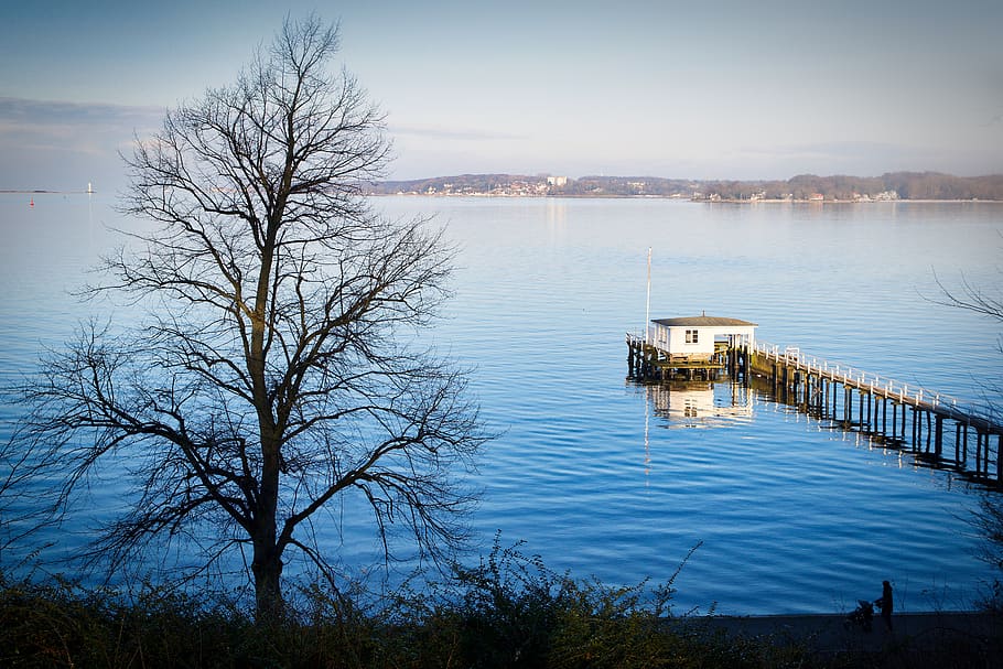 web, waters, nature, reflection, tree, lake, coast, kieler firth HD wallpaper