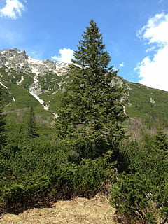 Tree, Spruce, Nature, Tatry, Mountains, needles, landscape HD wallpaper