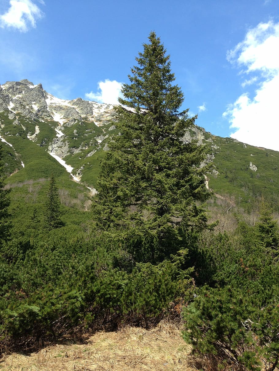 Tree, Spruce, Nature, Tatry, Mountains, needles, landscape HD wallpaper