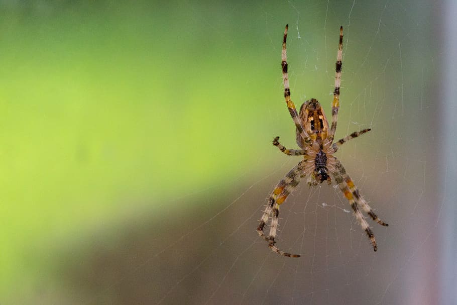 spider, network, close, nature, insect, arachnid, invertebrate HD wallpaper