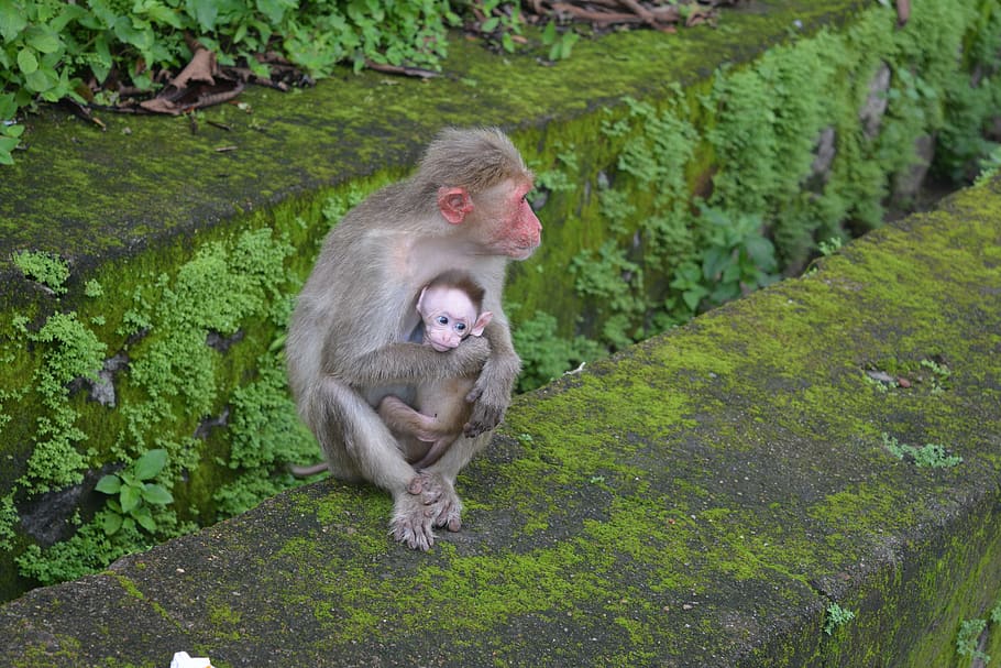 monkey, thenmala, animals, primate, animal themes, mammal, animal wildlife HD wallpaper