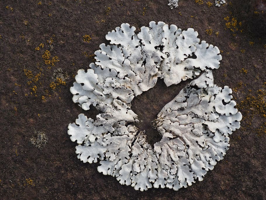 lichen, white, rust, white color, no people, high angle view HD wallpaper