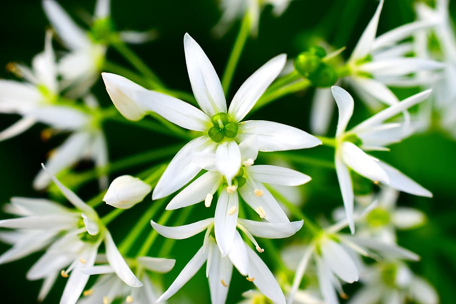 bear's garlic, spring, white, forest, plant, beauty in nature HD wallpaper