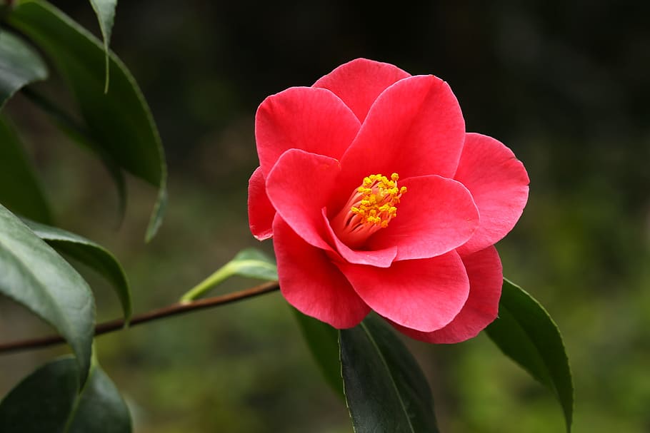 selective focus photography of red flower, flowers, camellia