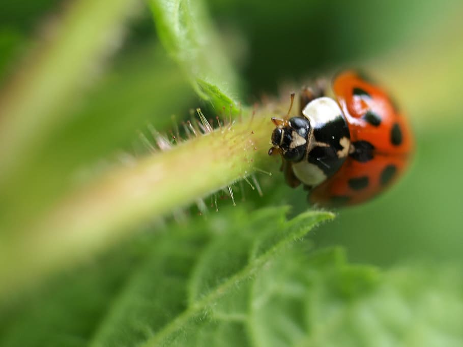 insect, nature, ladybird, animal themes, invertebrate, animal wildlife HD wallpaper