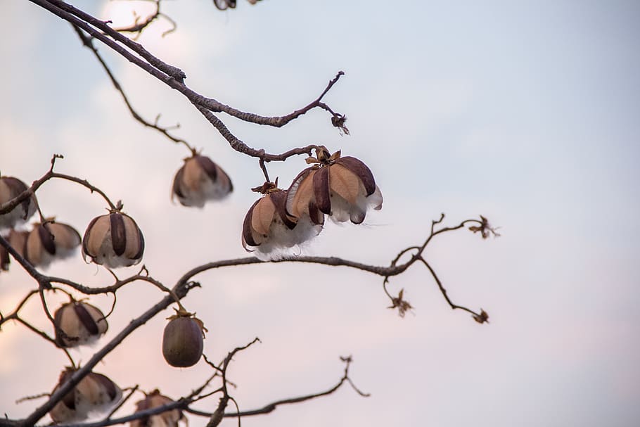 nature, winter, tree, branch, plant, no people, sky, day, bare tree HD wallpaper