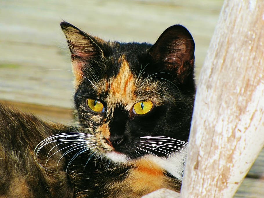 short-furred black, orange, and white cat, cat face, cat portrait animal HD wallpaper