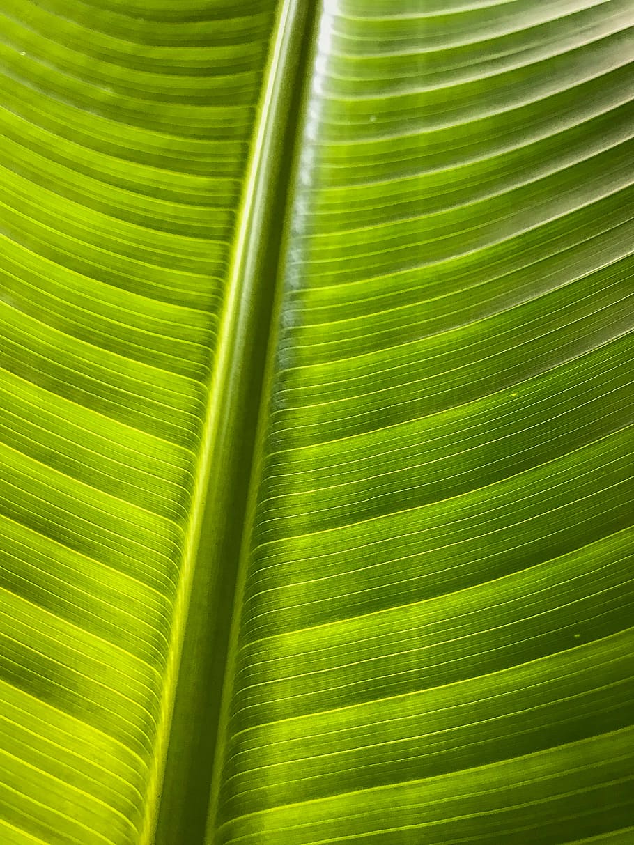 banana leaf, green banana leaf, lines, pattern, wild, nature HD wallpaper