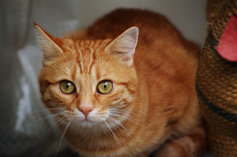 cat, red, cute, mackerel, tiger, sweet, cuddly, animal, domestic cat HD wallpaper