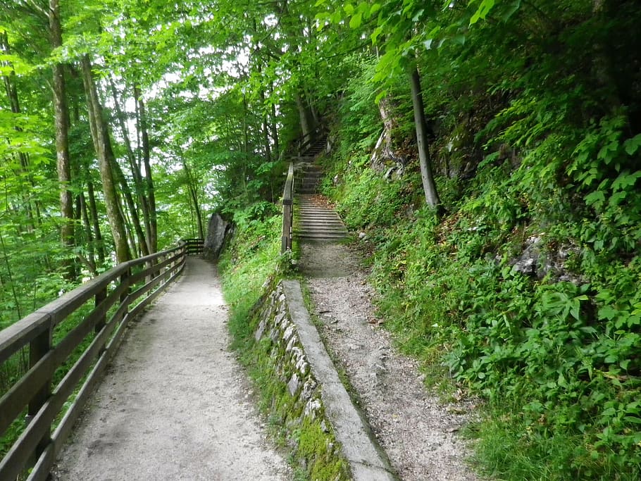 nature, up or down, stairs, gradually, away, forest, plant HD wallpaper