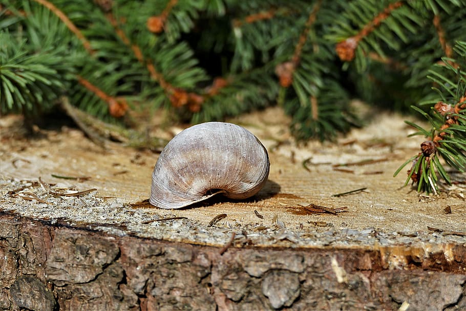 gray snail on brown wood near grass, shell, close, log, sticks, HD wallpaper