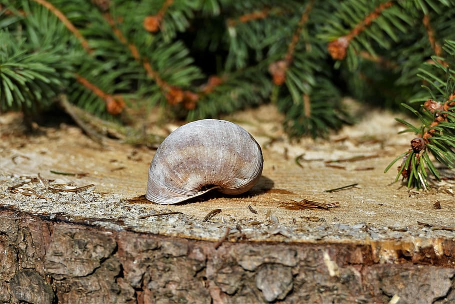 gray snail on brown wood near grass, shell, close, log, sticks HD wallpaper