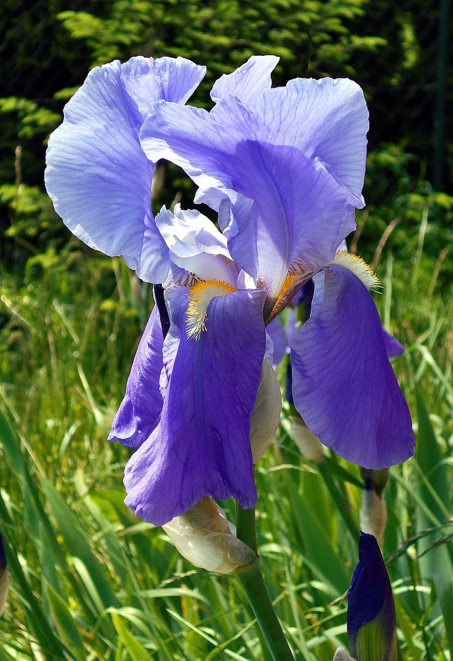 purple petaled flower at daytime, iris, violet, garden, spring HD wallpaper