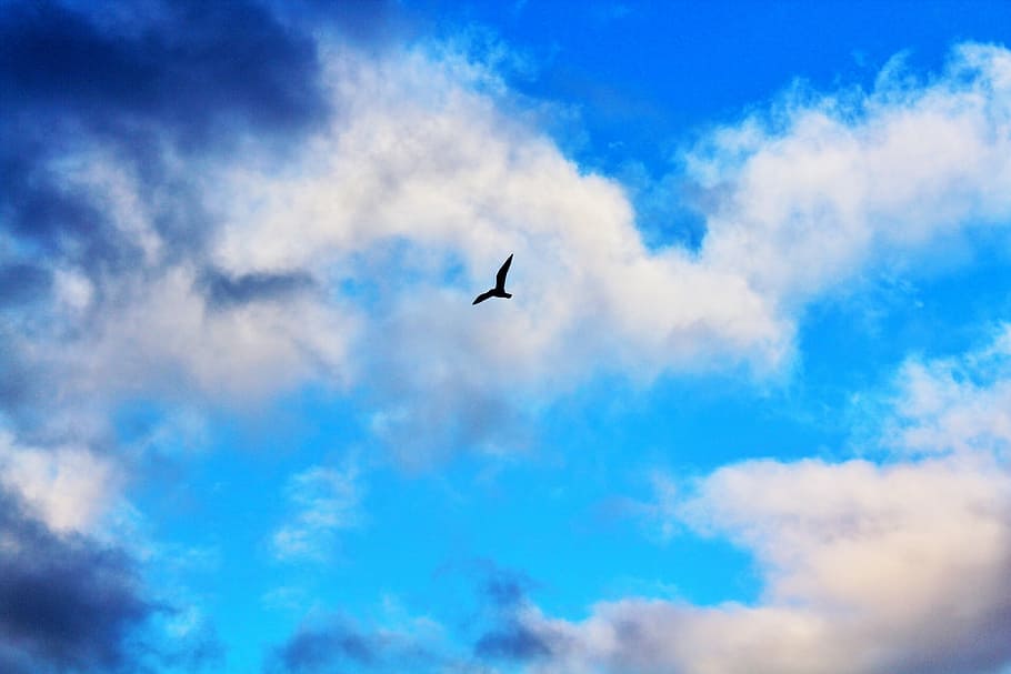 Bird, Fly, Nature, Winged, Feathered, sky, pass, flight, flying HD wallpaper