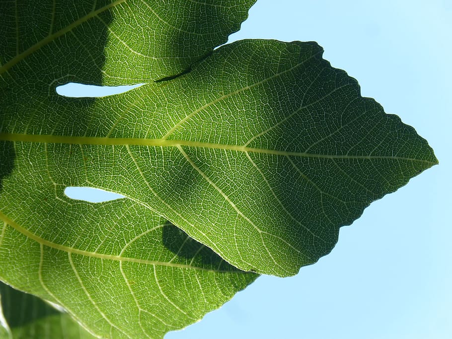 leaf, backlight, translucent, fig tree, ramifications, natural geometry HD wallpaper