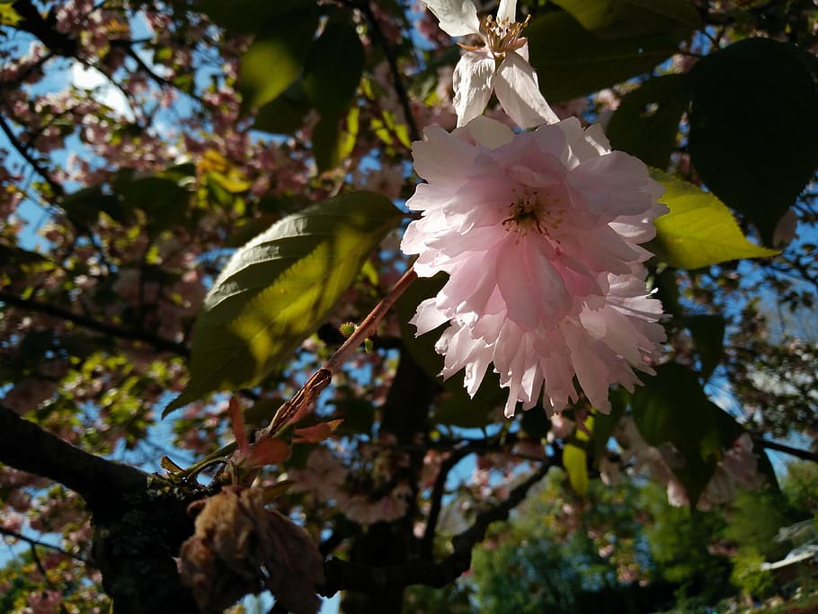 cherry, blossom, bloom, sun, focus, close, cherry blossom, white HD wallpaper