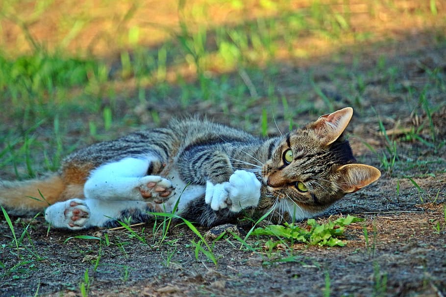mieze, cat, kitten, prey, hunting, tiger, tiger cat, mackerel HD wallpaper