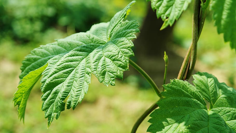 selective focus photography of green leafed plant, hop leaf HD wallpaper